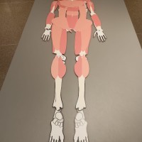 Скелет и кости
